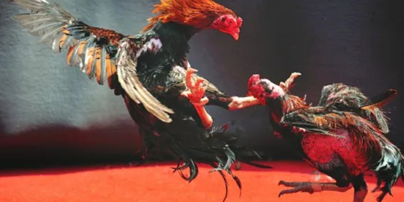 Chọn chiến kê thi đấu tốt để đặt cược dễ thắng nhất