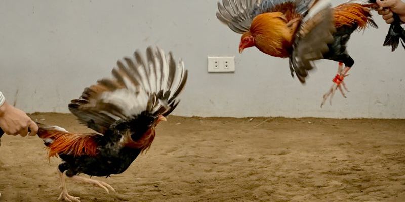 Chọn cửa cược theo chiến kê có khả năng chiến thắng vượt trội