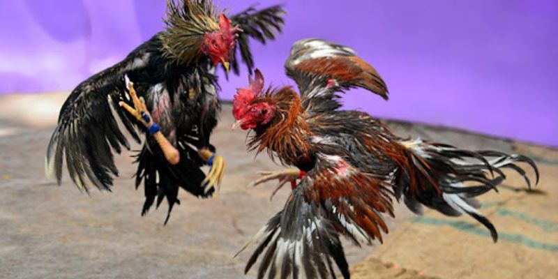 Luật thi đấu minh bạch và hệ thống trường gà hiện đại