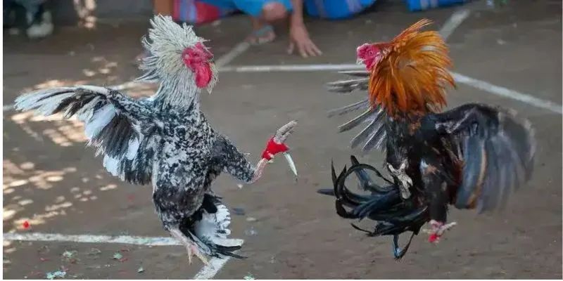 Mọi chiến kê tham gia thi đấu được kiểm tra nghiêm ngặt