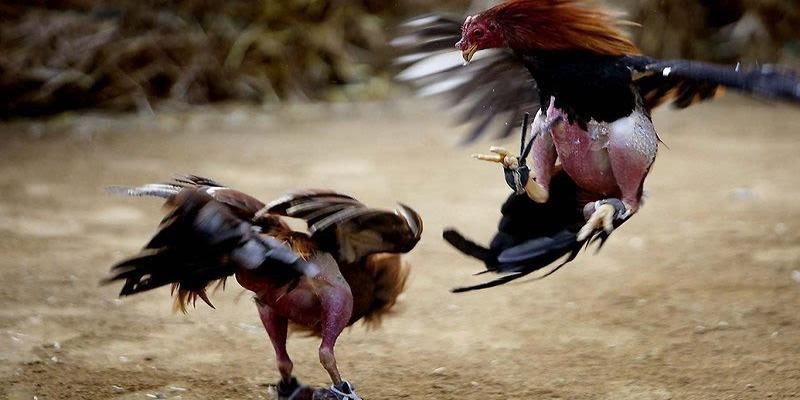 Trận đấu được giám sát và kiểm tra chiến kê nghiêm ngặt