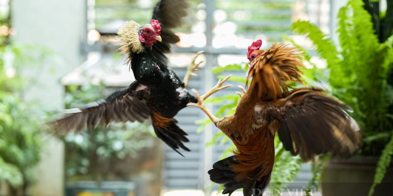 Luật thi đấu đá gà tre trực tuyến công bằng và rõ ràng